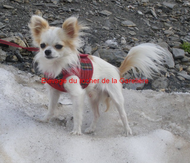 Chihuahua : Huggy du rocher de la Garelière